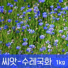 [조이가든] 수레국화 씨앗- 1kg, 1개