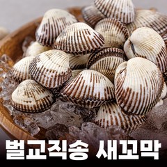 푸마담 벌교 새꼬막 산지직송 대 새꼬막, 3kg, 1개