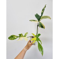 필로덴드론 플로리다 뷰티 바리에가타 Philodendron Florida Beauty variegated