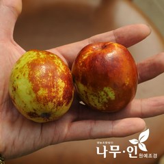 [나무인] 왕대추묘목(다왕자오품종) 2개