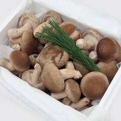 한가네 송향버섯 산지직송 국내산 송고 송화버섯 가정용, 1개, 1kg