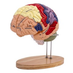 교육용 뇌모형 분리 뇌구조 두뇌 중추 전두엽 뇌간, 단일제품
