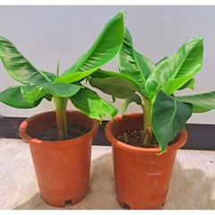 [이삽저삽]몽키바나나나무 화분2개(키30-40cm내외/화분포함)다년생 몽키바나나묘목 열대과일나무 단맛이 강한 식용 바나나나무 관상용 공기정화식물, 2개