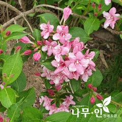 [나무인] 병꽃나무 개화주 5개