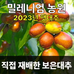 2023/보은대추/밀레니엄농원/대추/생대추 1kg, 생/왕특초(30mm), 1개