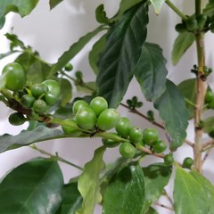 온누리농원 커피나무(열매), 커피나무(열매)-39, 1개