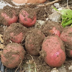 친환경팔도 [팔도농장] 속이노란 붉은 홍감자 (대)10kg 햇 감자 카스테라감자, 단품, 1개