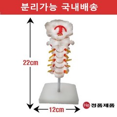 He 경추모형 후두골포함 4003GG 인체해부도 척골 요골 고관절 골절 CPR 인체모형, 1개