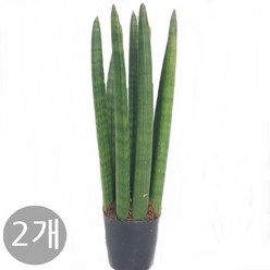 트리앤 1+1 스투키/ 본쉘 스투키 공기정화 식물, 09. 1+1 일자형 30cm 7촉 1개