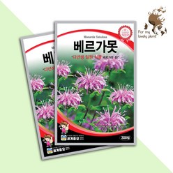 베르가못 300립 세계종묘 화훼류 씨앗, 1개