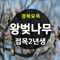 [경북농원] 왕벚나무묘목 2년생, 1개