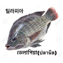 S.N. FOOD FROZEN BLACK TILAPIA(냉동 틸라피아)방글라데시 미얀마 생선 800G UP/1마리, 800G UP, 냉동제품 24시안으로 반품가능, 1개