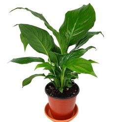 미스터허브 실내 공기정화식물 식용허브 키우기 화분 분갈이 인테리어 식물, 52_스파트필름, 1개