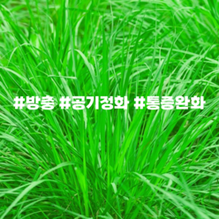 에센셜오일 시트로넬라 Citronella E.O, [ 100ml ]