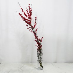 [로즈온리] 낙산홍 한단 생화택배, 긴 길이