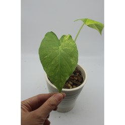 알로카시아 옐로우 오도라 - 희귀식물 구근식물 식테크 식린이, 1개