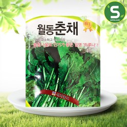 솔림텃밭몰 춘채씨앗 20g 월동춘채 배추씨앗 쌈채소, 1개