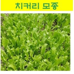 채소모종/ (치커리) 모종/ 20개 MJ18