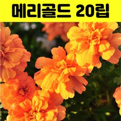 메리골드 씨앗 20립 메리골드꽃씨 금잔화 야생화 사계절 화단 꽃, 1개