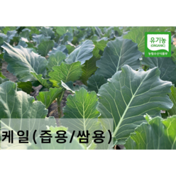 친환경 유기농 케일 (쌈용/즙용)새벽수확 산지직송, 쌈용 1kg, 1개