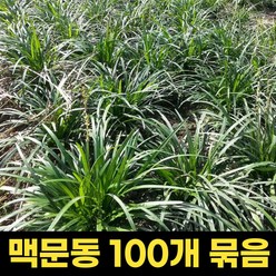 맥문동 모종 100개세트 연결포트 지피식물 꽃모종 여름꽃 야생화