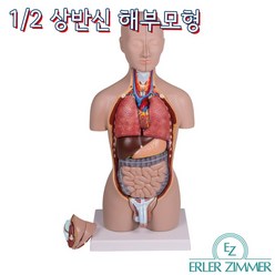 ERLER ZIMMER 인체모형 B223 16분해 상반신 인체해부모형