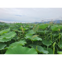 2023년 자연산 생연잎 10kg (연잎밥) 심청이연근, 1개
