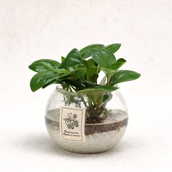 가꾸지오 공기정화식물 먼지제거 천연가습 수경식물 물방울글라스 수경재배, 1세트