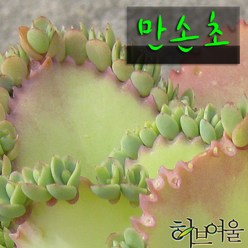 [허브여울불사조] 만손초(Kalanchoe) 지름 15cm 중품 다육화분, 1개