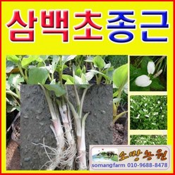 WC(소망)삼백초 종근모종(40개 묶음)/삼백초뿌리모종