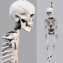 간편설치 공포 전신해골미니장식 40cm 할로윈파티장식, 리얼입체전신해골(미니40cm)