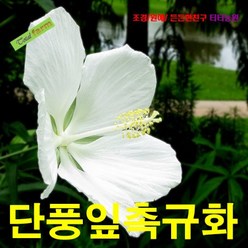 씨앗 팝플라워 단풍잎촉규화(물무궁화) 흰색 3립, 1개