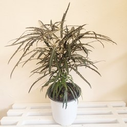 키우기 쉬운 식물 아랄리아(중품) 아라리아 아랄리오 초보가드닝 12, 1개, 혼합색상