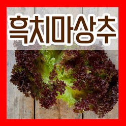 흑치마상추씨앗 3g 쌈야채 흑치마상추 씨 잎채소씨 종자키우기, 1개