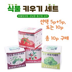 봉선화토마토키우기