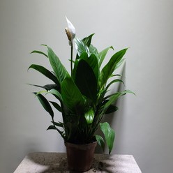 스파트필름 음지식물 꽃 중품 35-60cm 89, 1개