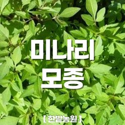 채소 모종 ~ 각종 묘종. 베란다 텃밭 세트 공기정화식물 허브 씨앗 채소모종 ~, H117 미나리 모종 1개