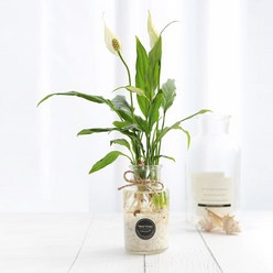 그린테라피 수경재배 식물 유리병 실내 공기정화식물 수경식물키우기 DIYSET, 스파티필럼+직선