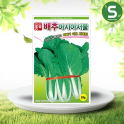 솔림텃밭몰 서울배추씨앗 20g 아시아서울 재래종 토종 가정원예용, 1개
