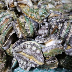 완도 활 전복(6미~40미) 1kg, 1개, 활전복 7-8미 1kg