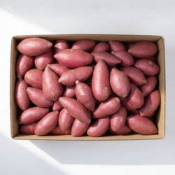프리미엄 세척 꿀고구마 해남, 1박스, 한입 5kg