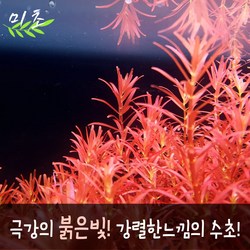 수초어항
