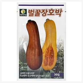 다농 벌꿀장호박 씨앗 30p, 1개