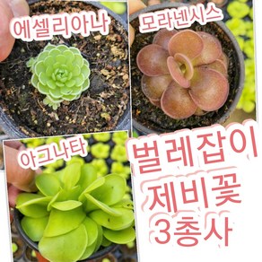 벌레잡이제비꽃-3총사/끈끈한 액체를 분비하여 먹이 잡는 식충식물, 1개