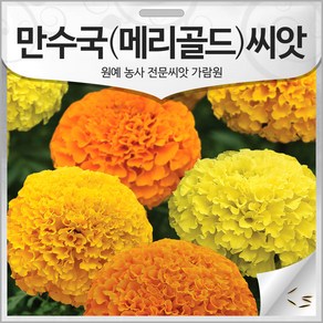 만수국 씨앗 메리골드 종자 꽃씨 시력 향상 100립