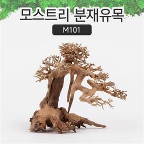 모스트리 분재유목(M) M101 /성형유목/자연, 1개