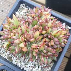 [수암다육] 몬따니아 철화 랜덤발송 Echeveia agavoides 'Montania' f. cistata 랜덤발송 다육 다육이 다육식물 503, 1개