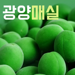 [순차발송중]전남 광양 청매실 왕특 특 대 5kg 10kg 농장직송, 대(순차발송)