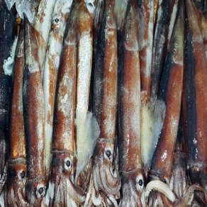 포항 죽도시장 산지직송 신선함을 더욱 신선하게 통찜오징어 초코 작은 두입 오징어