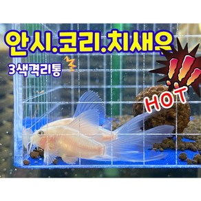 안시 산란통 코리 치어통 구피 브라인 격리통 코리 치어 열대어 브라인급여 부화통 체리새우, 걸이형, 흰색, 1개